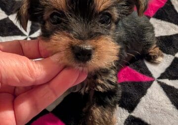 Yorkie puppies