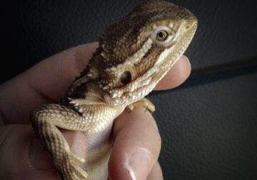 Rankin’s Dragon and aquarium/supplies