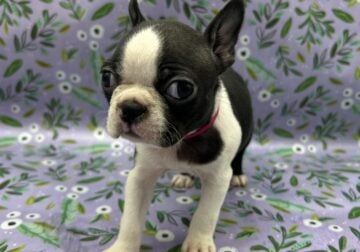 Female Boston Terrier