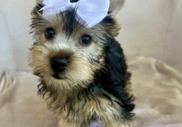 Yorkie Girl