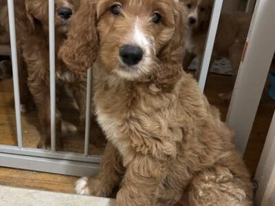 Golden doodles