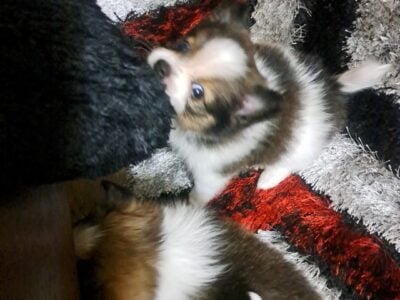 Pomeranians for sale