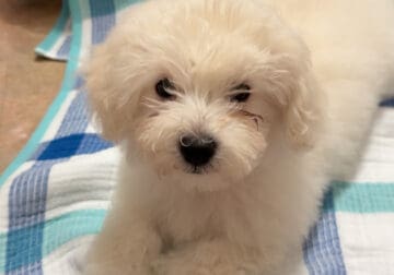 Puppy