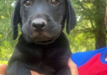 Black Lab Puppies