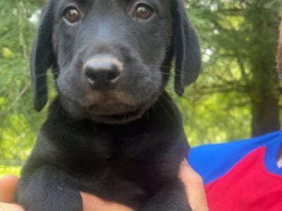 Black Lab Puppies