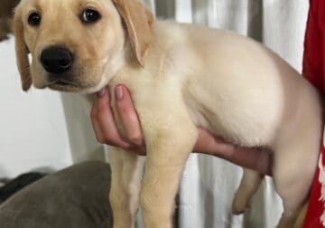 AKC Yellow Labradors