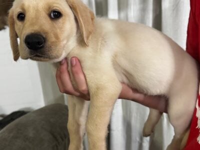 AKC Yellow Labradors