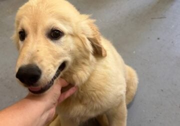 Akc English Cream golden retriever puppies