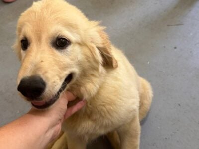 Akc English Cream golden retriever puppies