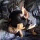 Purebred micro bully
