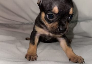 Black and tan chihuahua girl