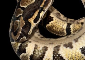 Female Ball Pythons
