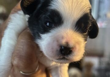 CKC Shihpoo