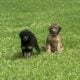CKC GOLDENDOODLES