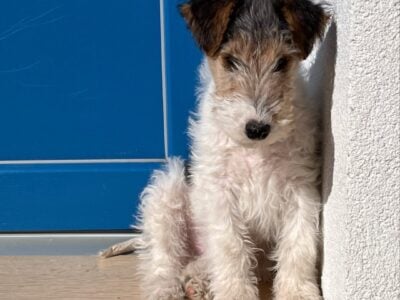 🐾 Purebred wire fox terrier puppies for sale