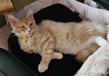 BUGGY-MAINE COON