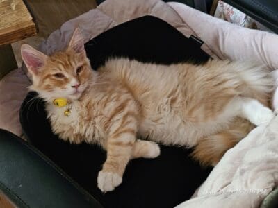 BUGGY-MAINE COON
