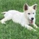 White purebred German Shepherd puppy