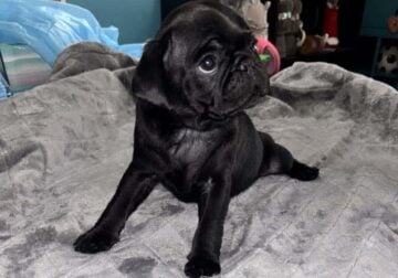PUG PUPPIES