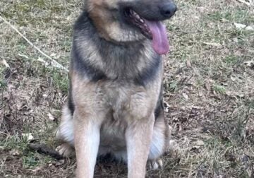 German Shepherd- Pure Breed