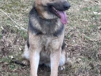 German Shepherd- Pure Breed