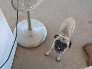 Pug female 2 years old