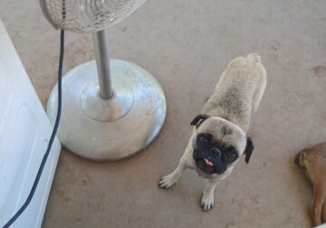 Pug female 2 years old