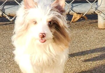 Chocoberry Blue Eyed Merle female – due in heat