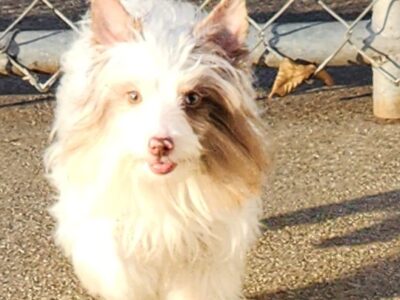 Chocoberry Blue Eyed Merle female – due in heat