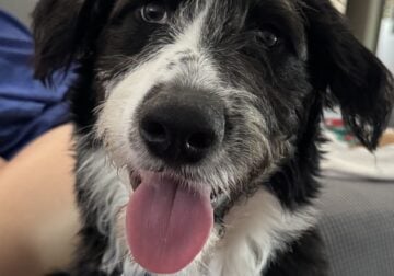 Aussiedoddle Puppy
