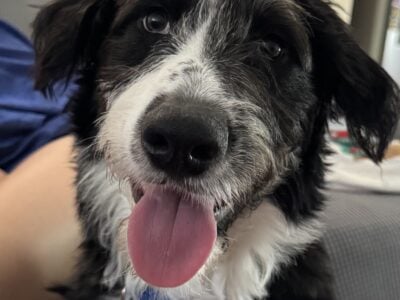 Aussiedoddle Puppy