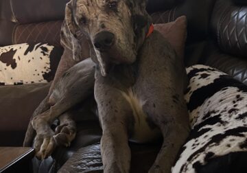 BEAUTIFUL MERLE GREAT DANE FOR SALE