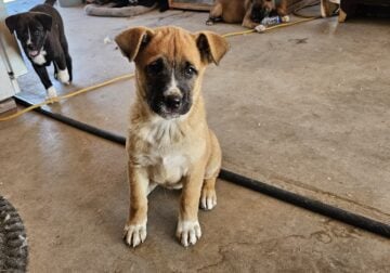 Akita Mix