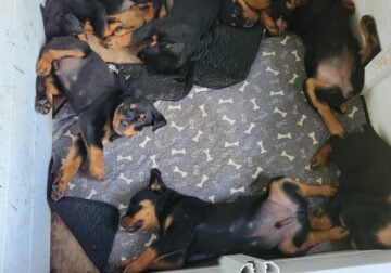 AKC Registered Rottweiler Puppies