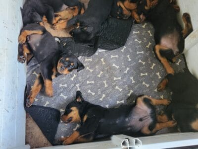 AKC Registered Rottweiler Puppies