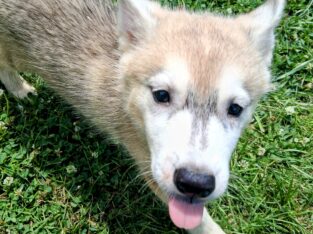 Siberian husky puppy
