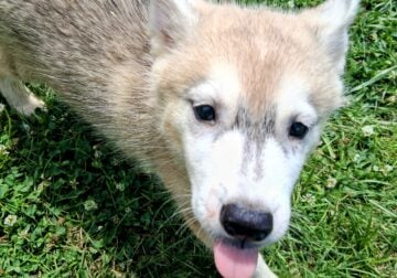 Siberian husky puppy
