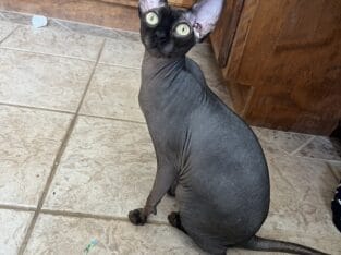 Female Sphynx