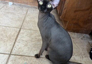 Female Sphynx
