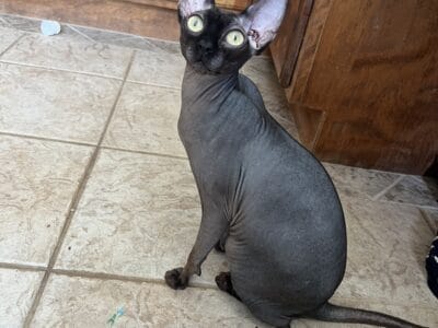 Female Sphynx