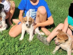 Border Collie Mix pups