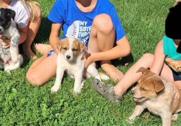 Border Collie Mix pups
