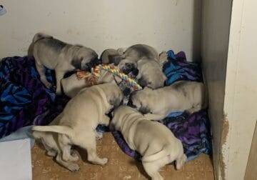 Pug puppy