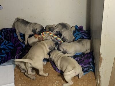 Pug puppy
