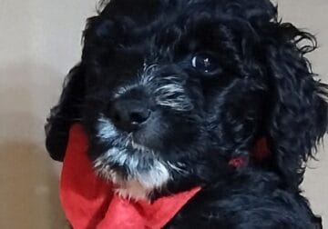 Red Collar F1b Mini Bernedoodle 40# grown