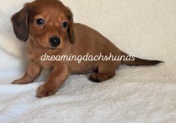Miniature Dachshund