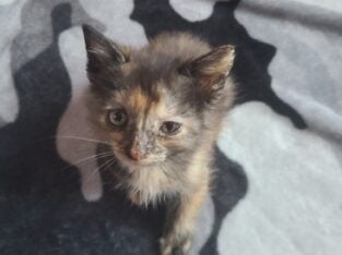 Kittens
