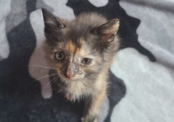 Kittens