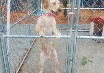 Giant Goldendoodle “Ace”