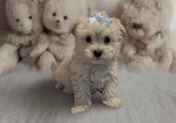 Yorkipoo teddy